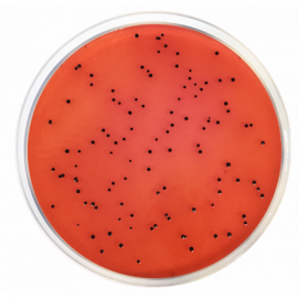 DESOXYCHOLATE L ACTOSE AGAR